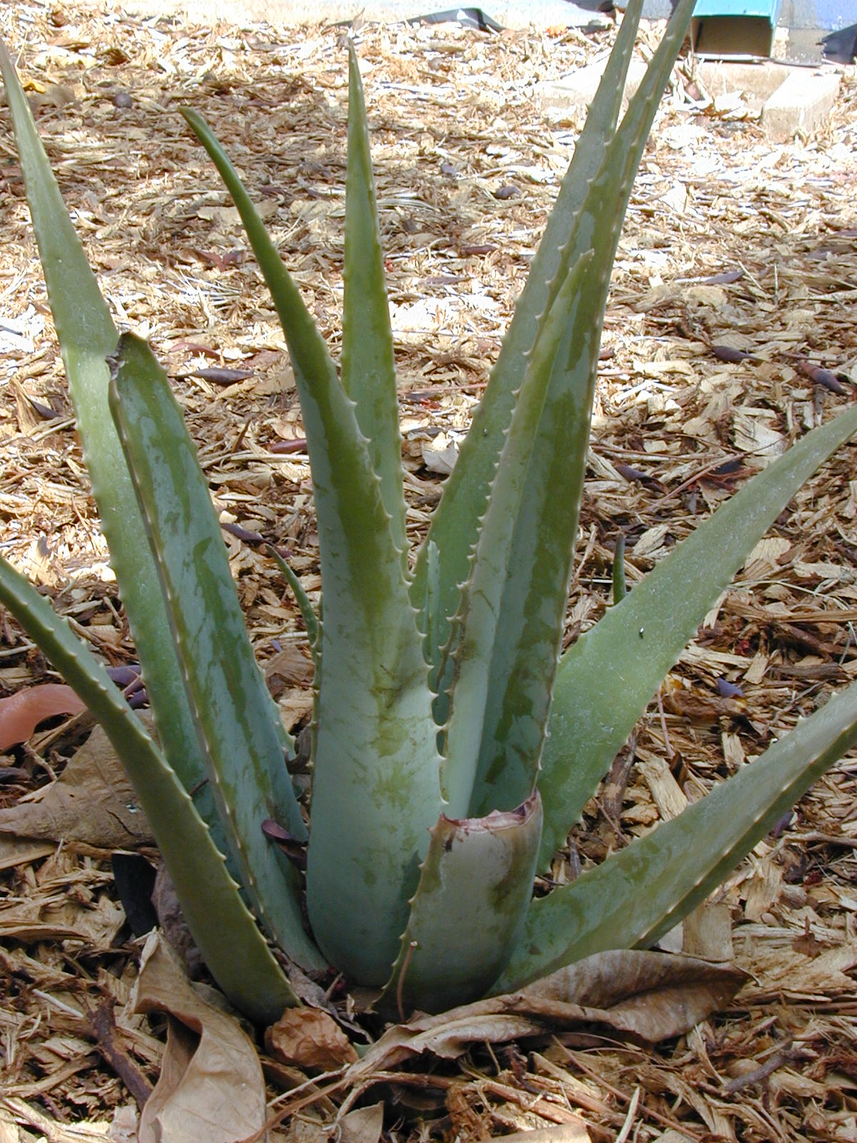 A healthy Aloe vera plant with thick grey-green serrated succulent leaves growing in a single rosette on mulched ground in bright sunlight