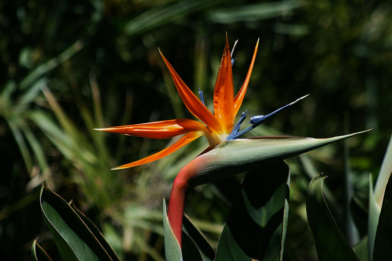 A vibrant orange and blue Strelitzia reginae (bird of paradise) flower in bright sunlight against a softly blurred green garden background.