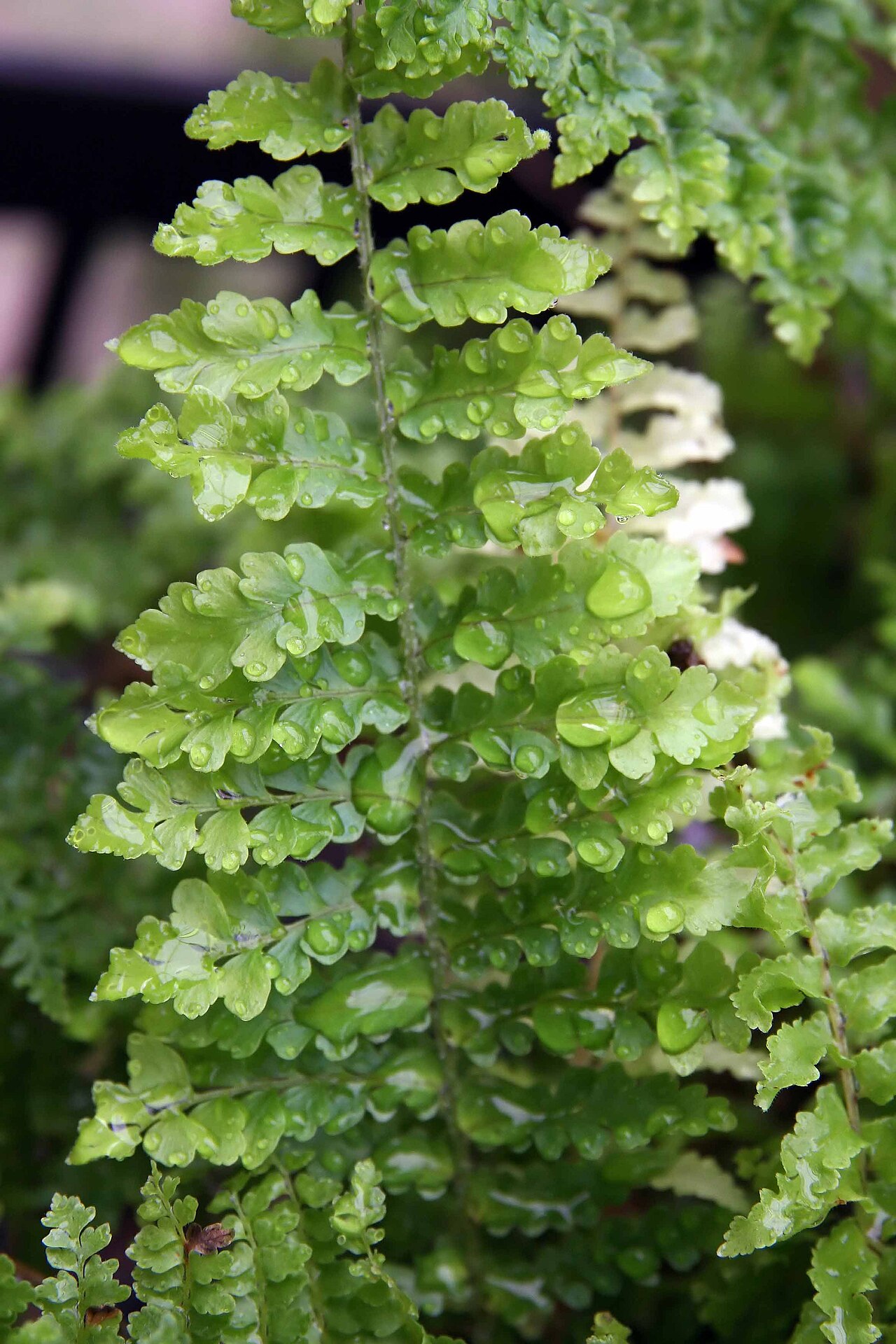 A single upright frond of Boston fern (Nephrolepis exaltata) showing its rows of bright green rounded pinnae against a dark background
