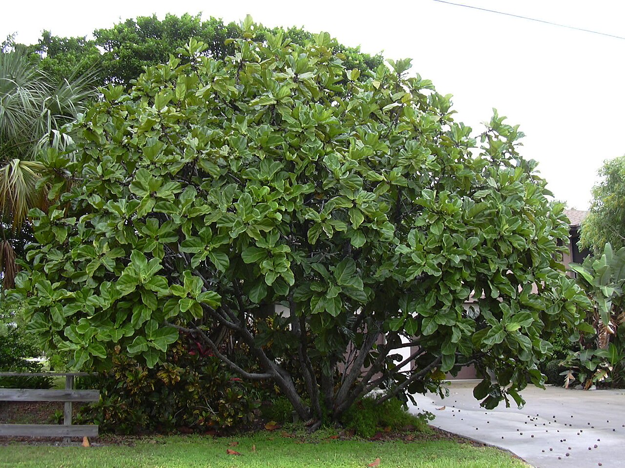 A large fiddle-leaf fig (Ficus lyrata) growing as a full bushy outdoor shrub with dense glossy violin-shaped leaves