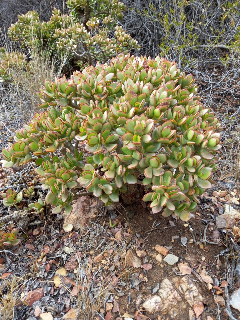 A full, rounded jade plant (Crassula ovata) with thick jade-green oval leaves edged in red, growing in a rocky outdoor setting