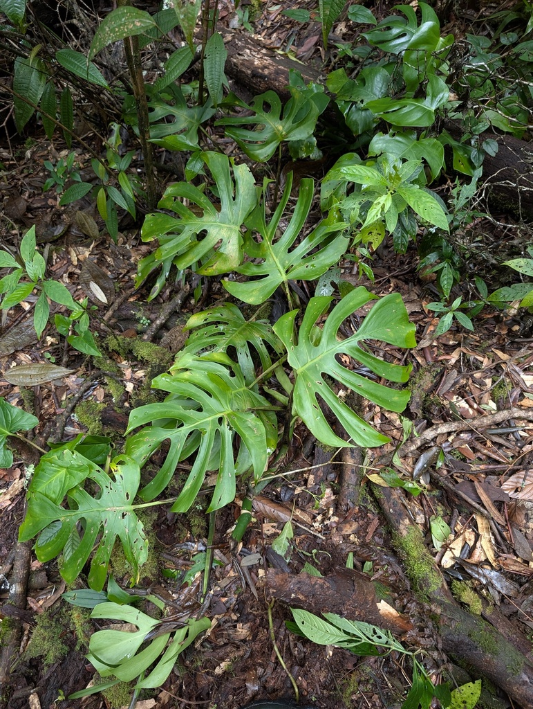 Monstera deliciosa with large glossy fenestrated leaves growing on a shaded forest floor