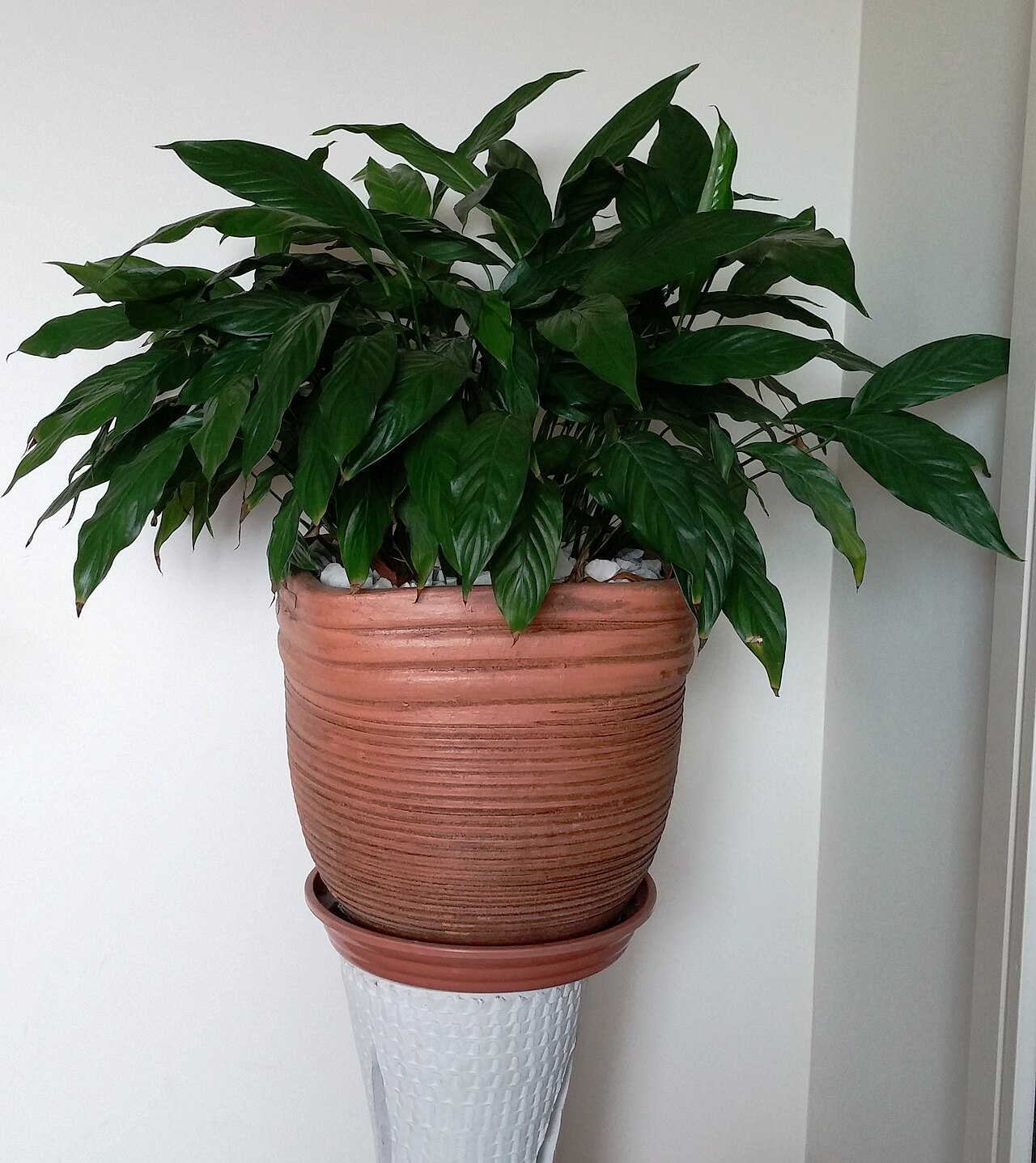 A lush potted peace lily (Spathiphyllum wallisii) with glossy dark-green leaves in a terracotta pot against a light wall