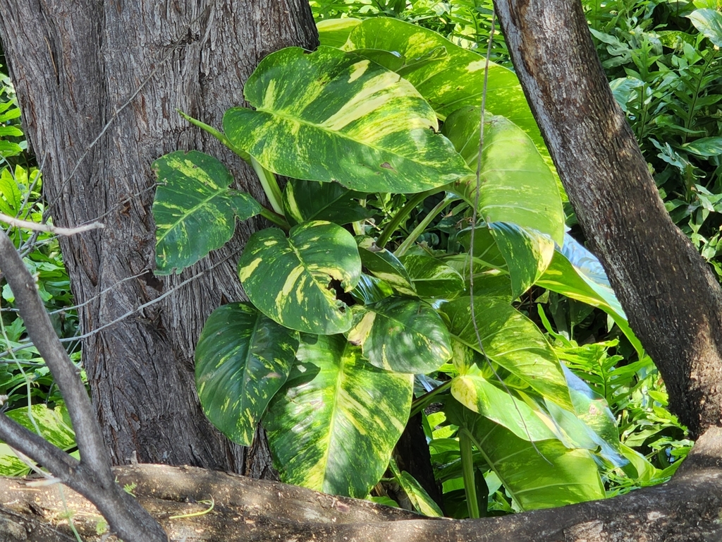 Golden pothos (Epipremnum aureum) with bright yellow-variegated heart-shaped leaves forming a full leafy cluster in daylight