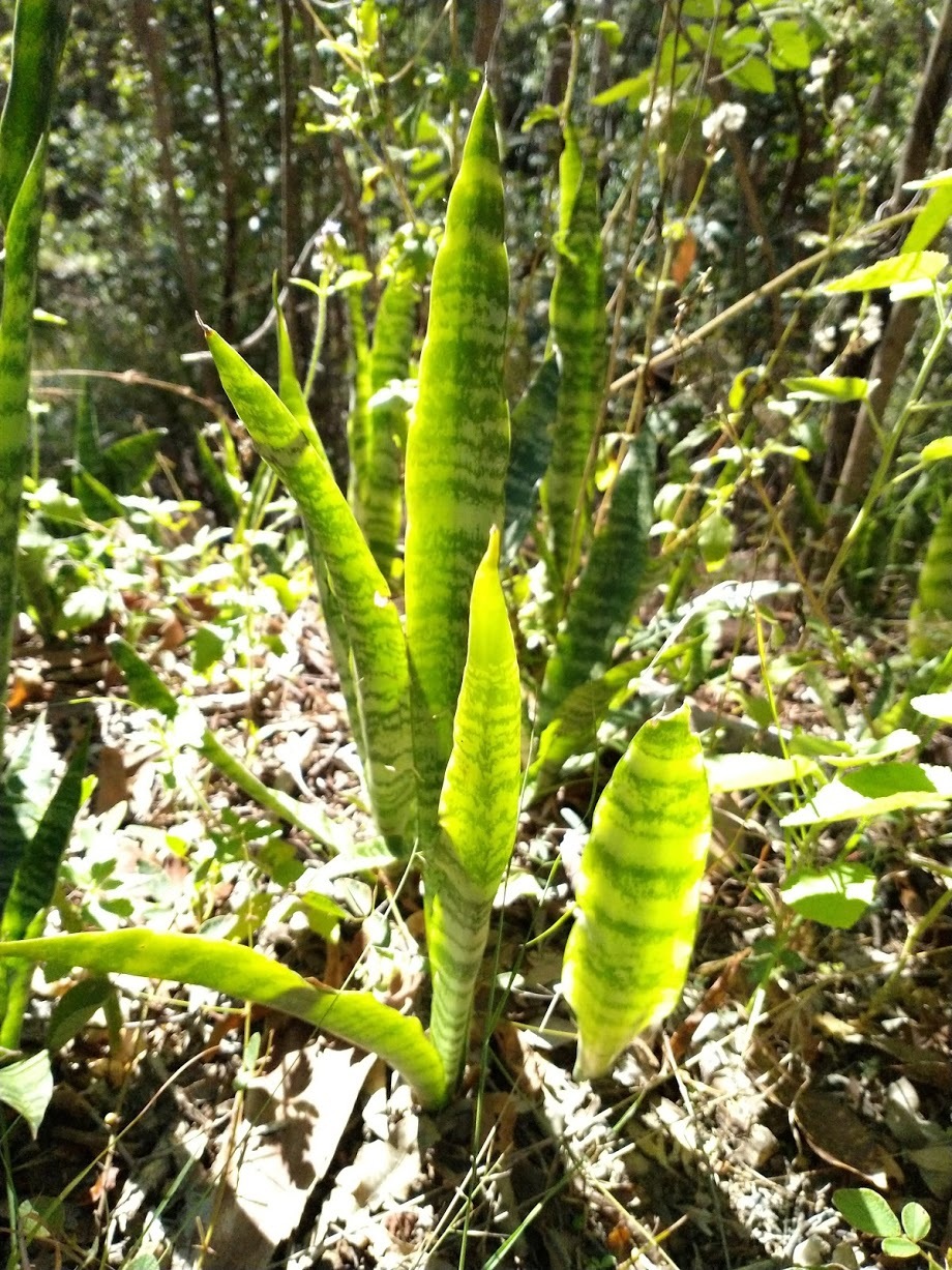 A snake plant (Dracaena trifasciata) with upright sword-shaped leaves marked by silvery-green horizontal banding, growing in bright sunlight.