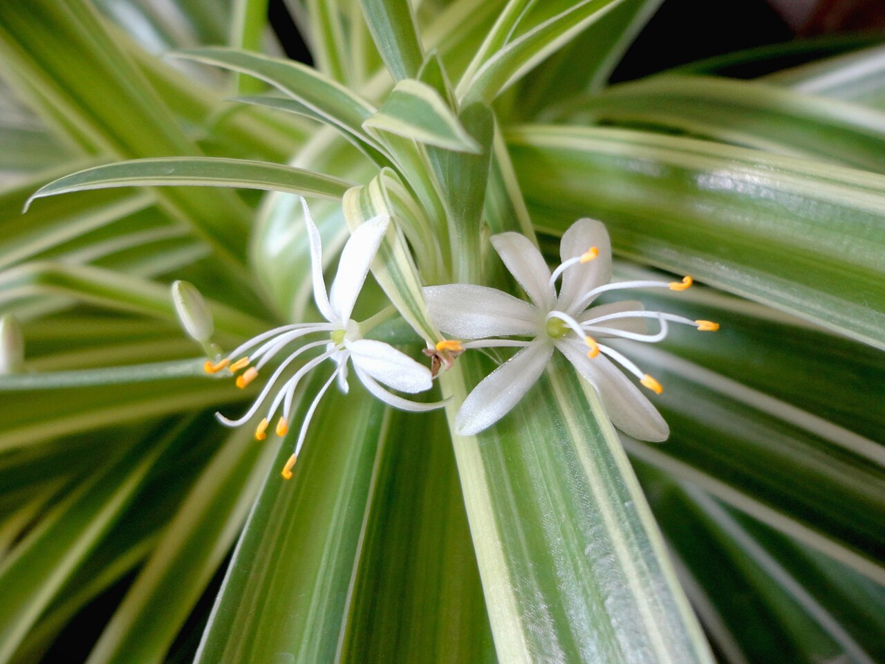Close-up of a variegated spider plant with cream-striped arching green leaves and two small white star-shaped flowers at the center
