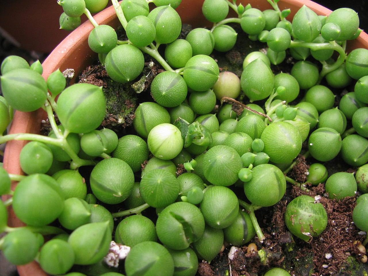 Lush string of pearls (Senecio rowleyanus) trailing over the edge of a terracotta pot, its round bead-like leaves filling the frame