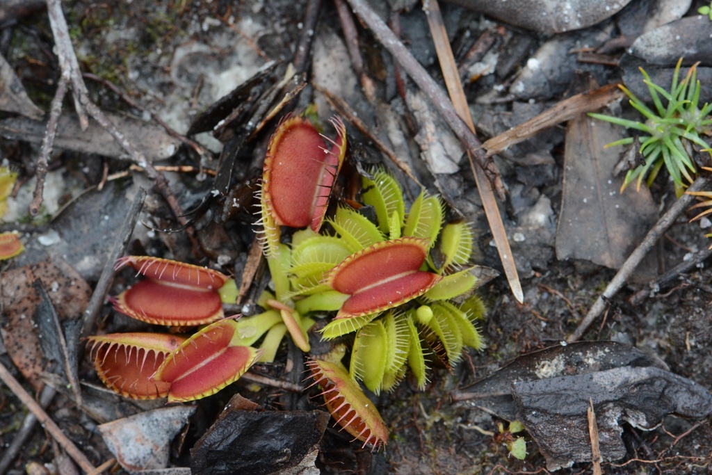 A cluster of Venus flytrap traps with bright red interiors and spiky marginal teeth growing on natural ground