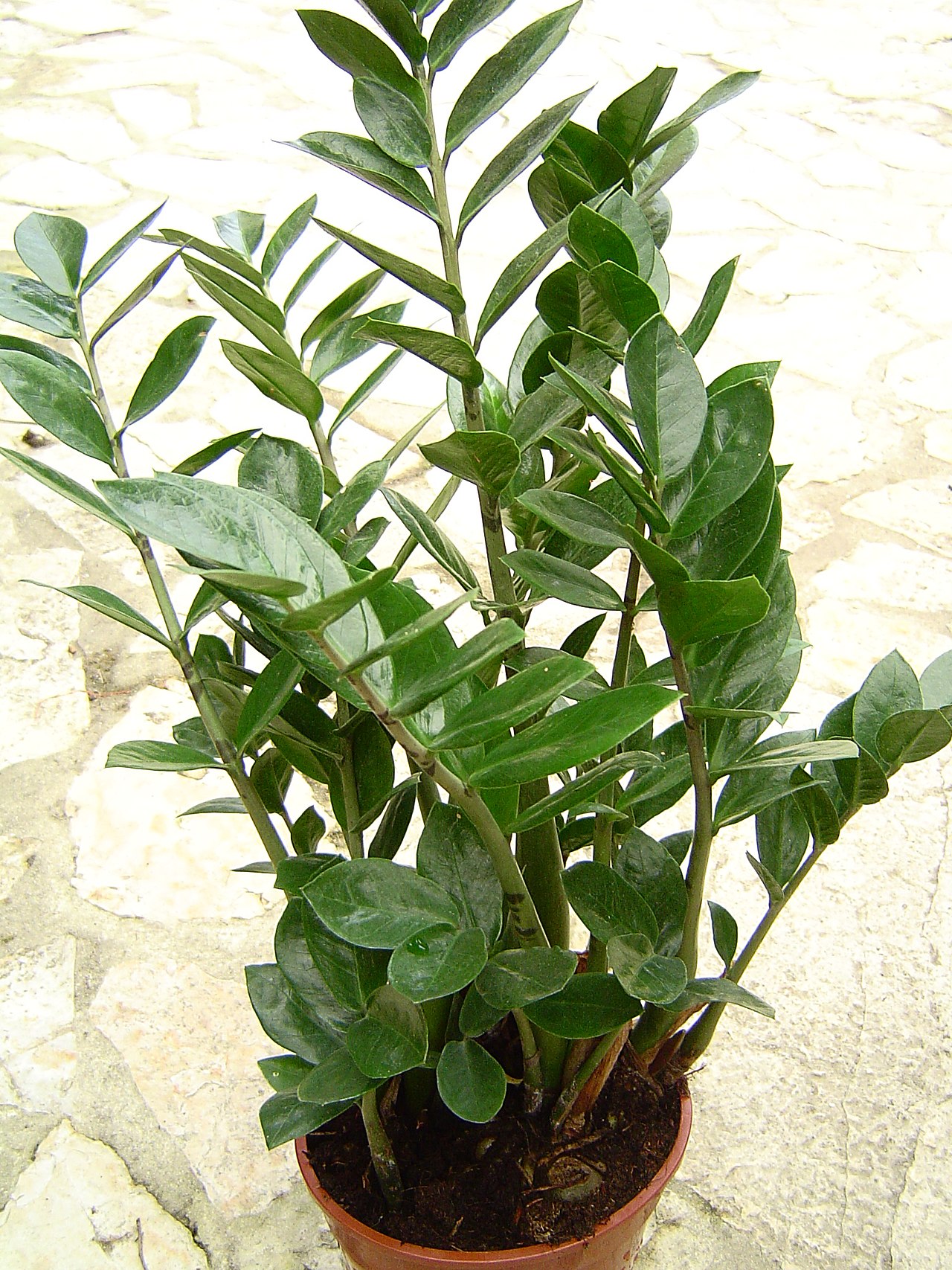 A potted ZZ plant (Zamioculcas zamiifolia) with multiple upright stems of glossy dark-green pinnate leaves in a terracotta pot